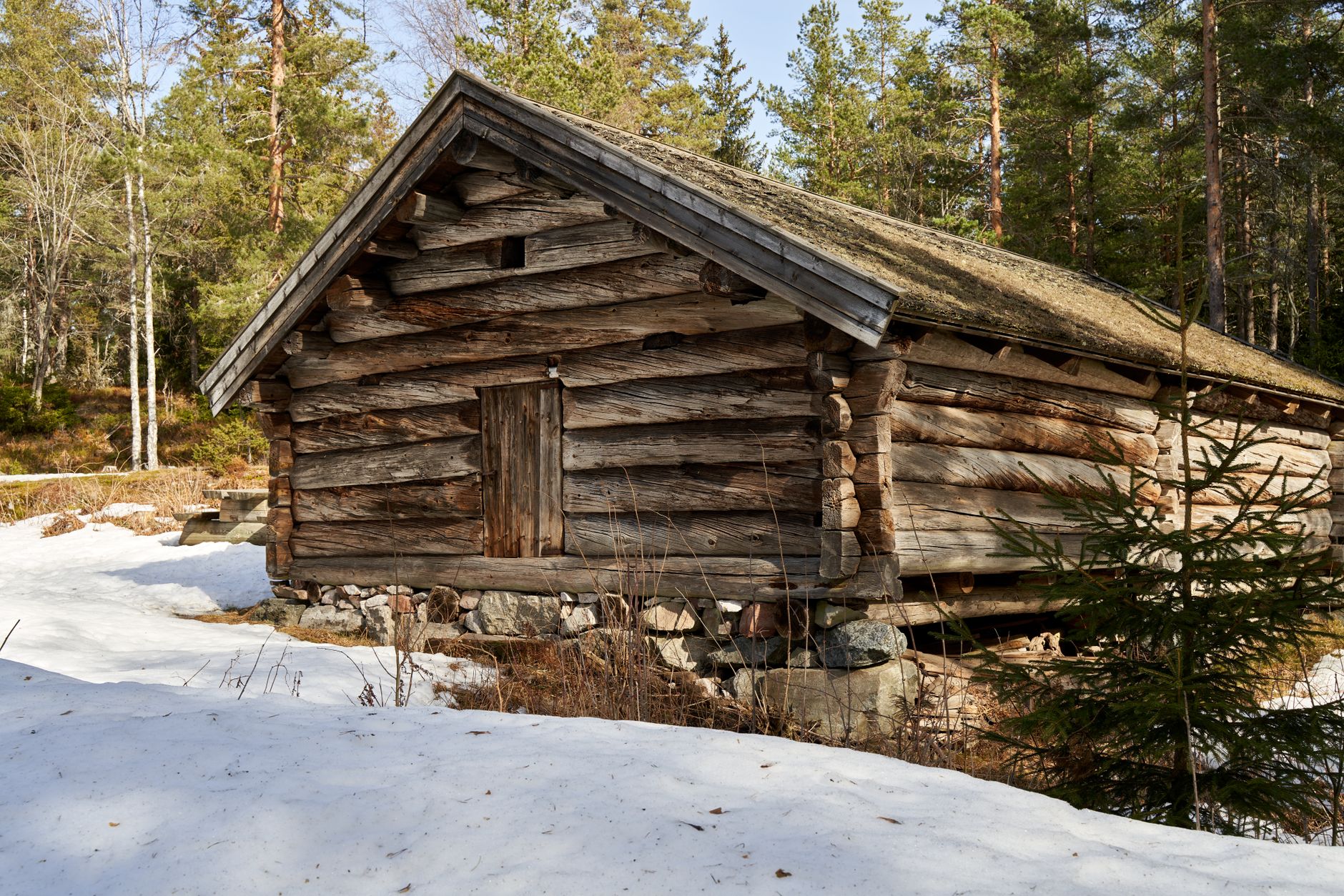 Timber cabin nestled amid frosted pine trees